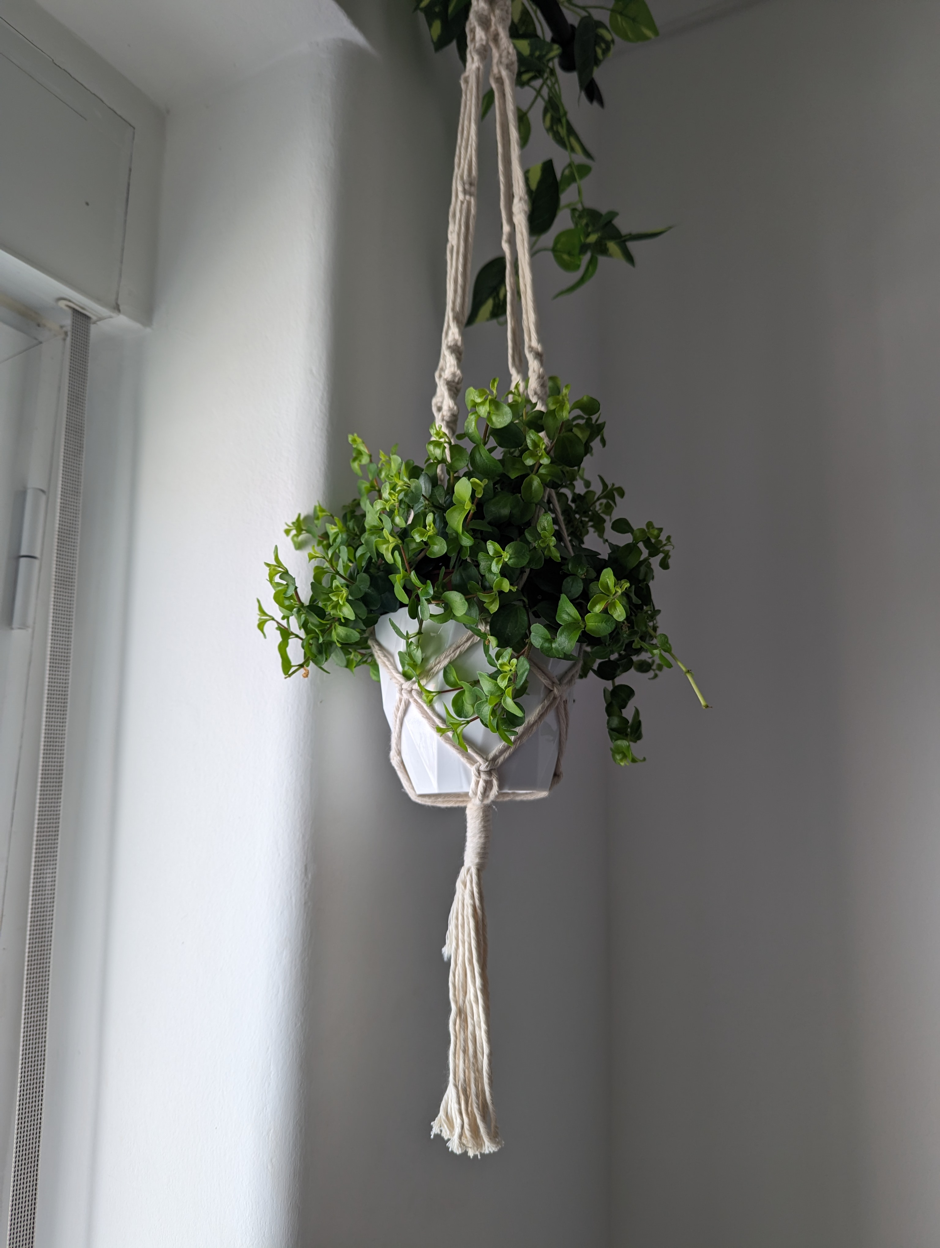 Macrame Plant Hanger